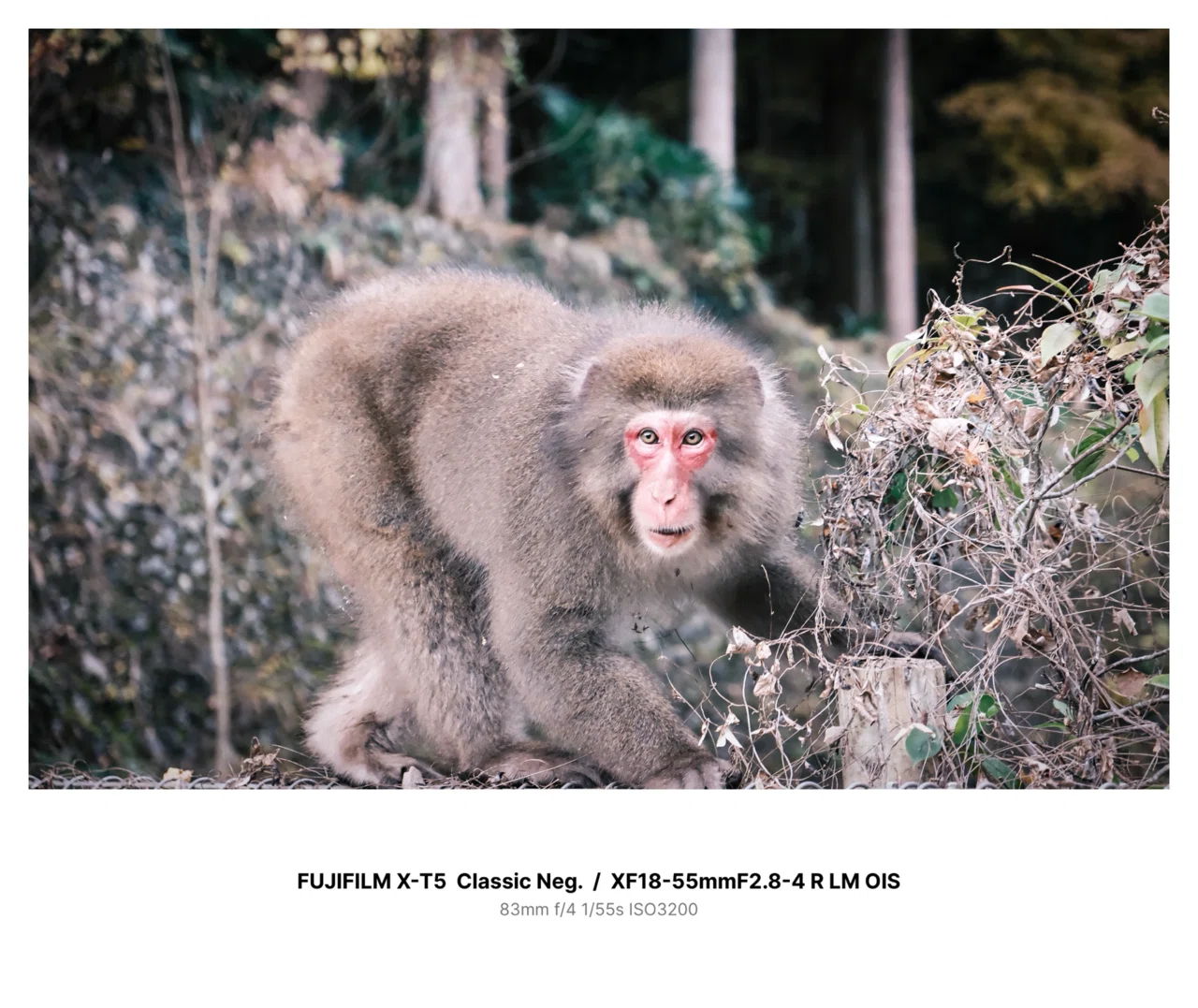 オリジナルフォト2018 color#5】FUJIFILM X-T5/ XF18-55mmF2.8-4 で撮る奥多摩のスナップ