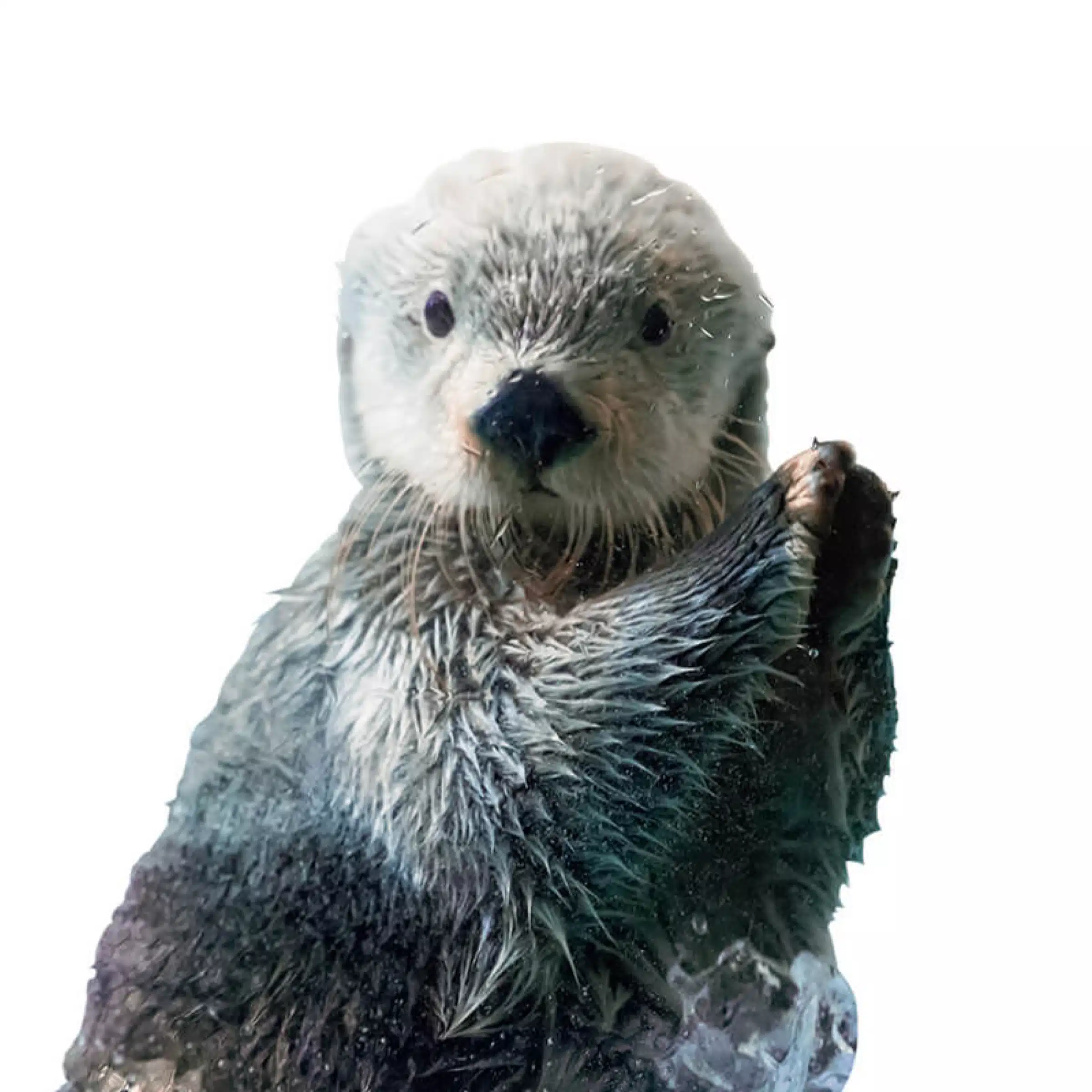 オオタ　ウミ