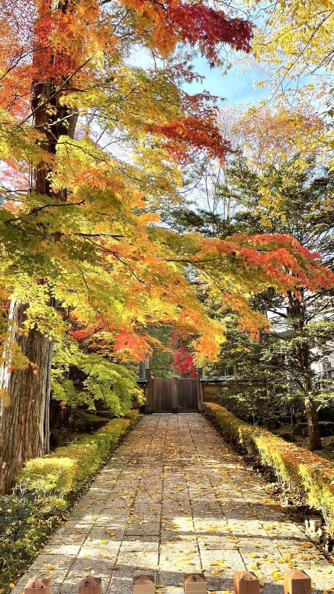 iPhoneで秋の景色・紅葉を撮る｜アユリカ