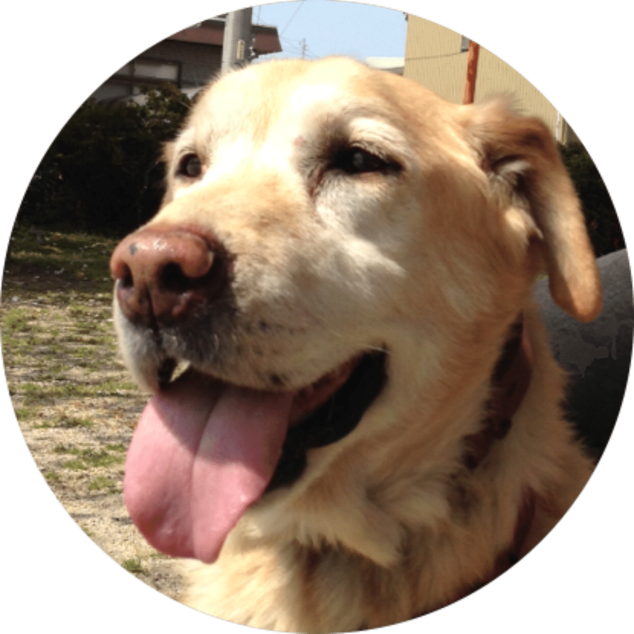 緩歩しようぜ アサイエツジ 大型犬愛好家 Note 緩歩しようぜ アサイエツジ 大型犬愛好家 Note