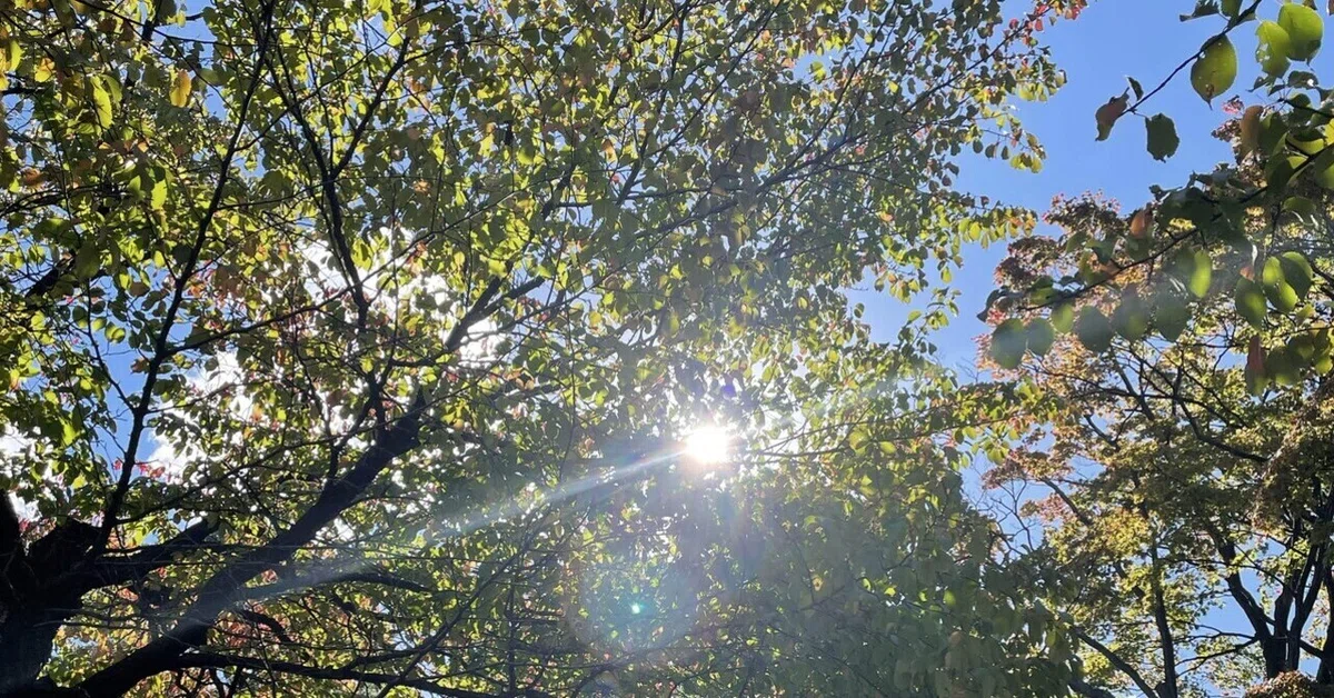 èŠåºãç»å