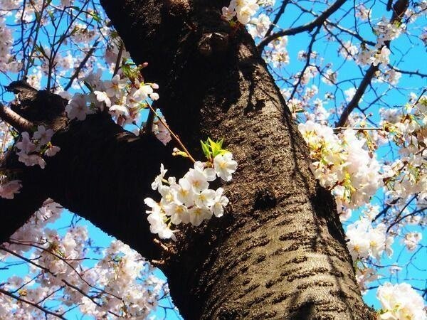 中目黒桜