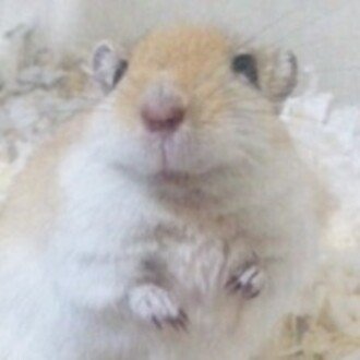 胡桃最中（くるみもなか）