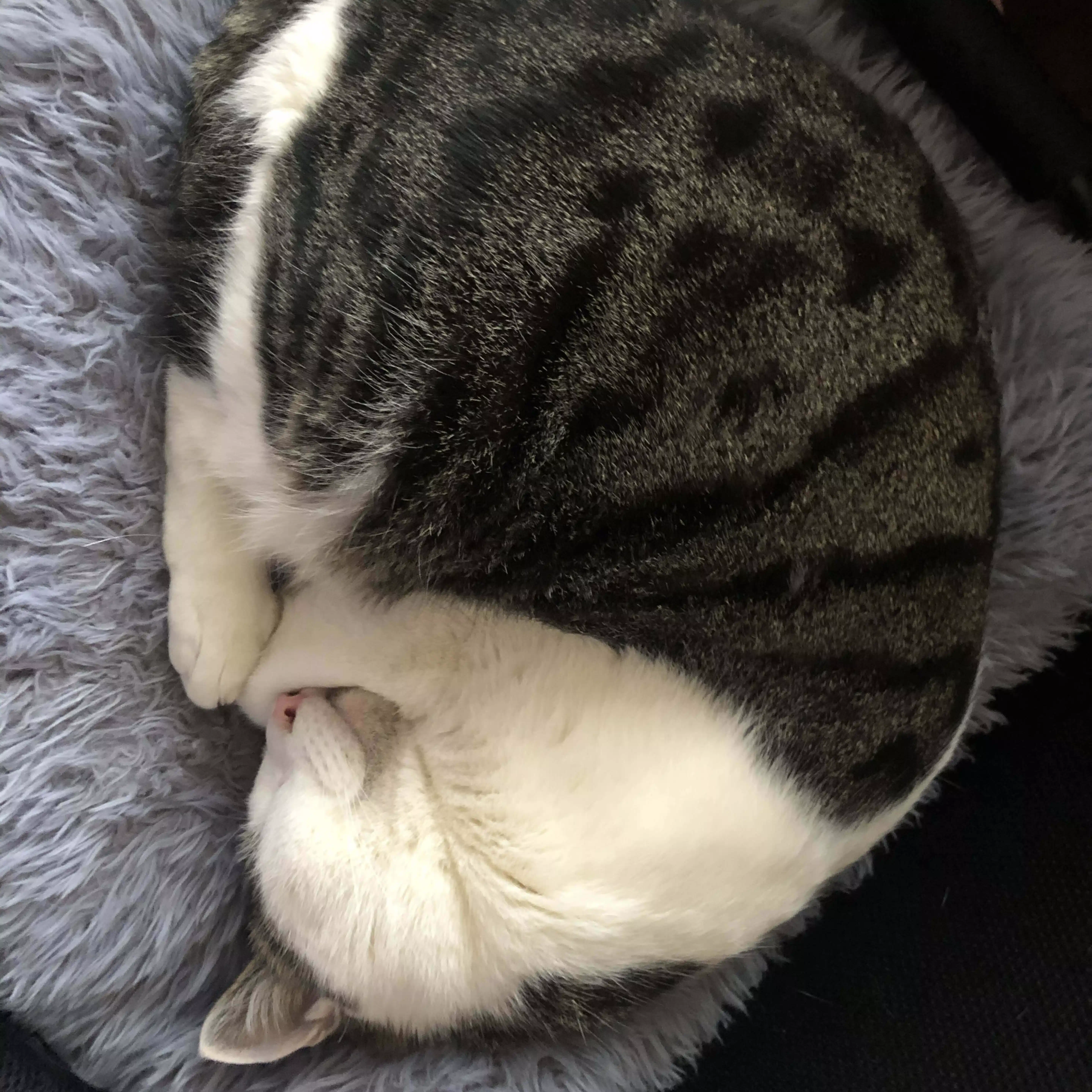くろひつじ