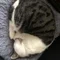 くろひつじ