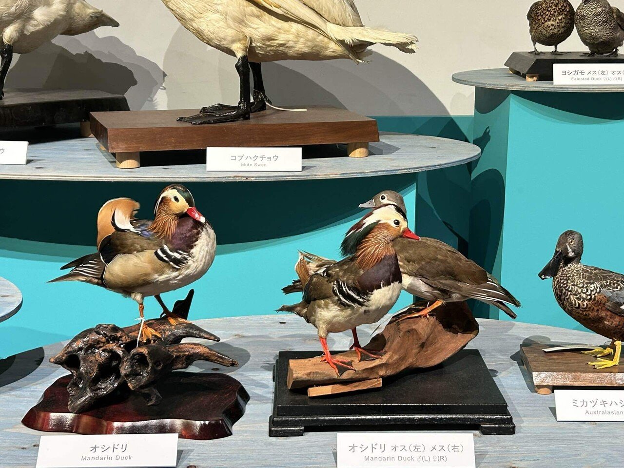 オシドリ 剥製 （鵜の剥製 くすぐったかっ）