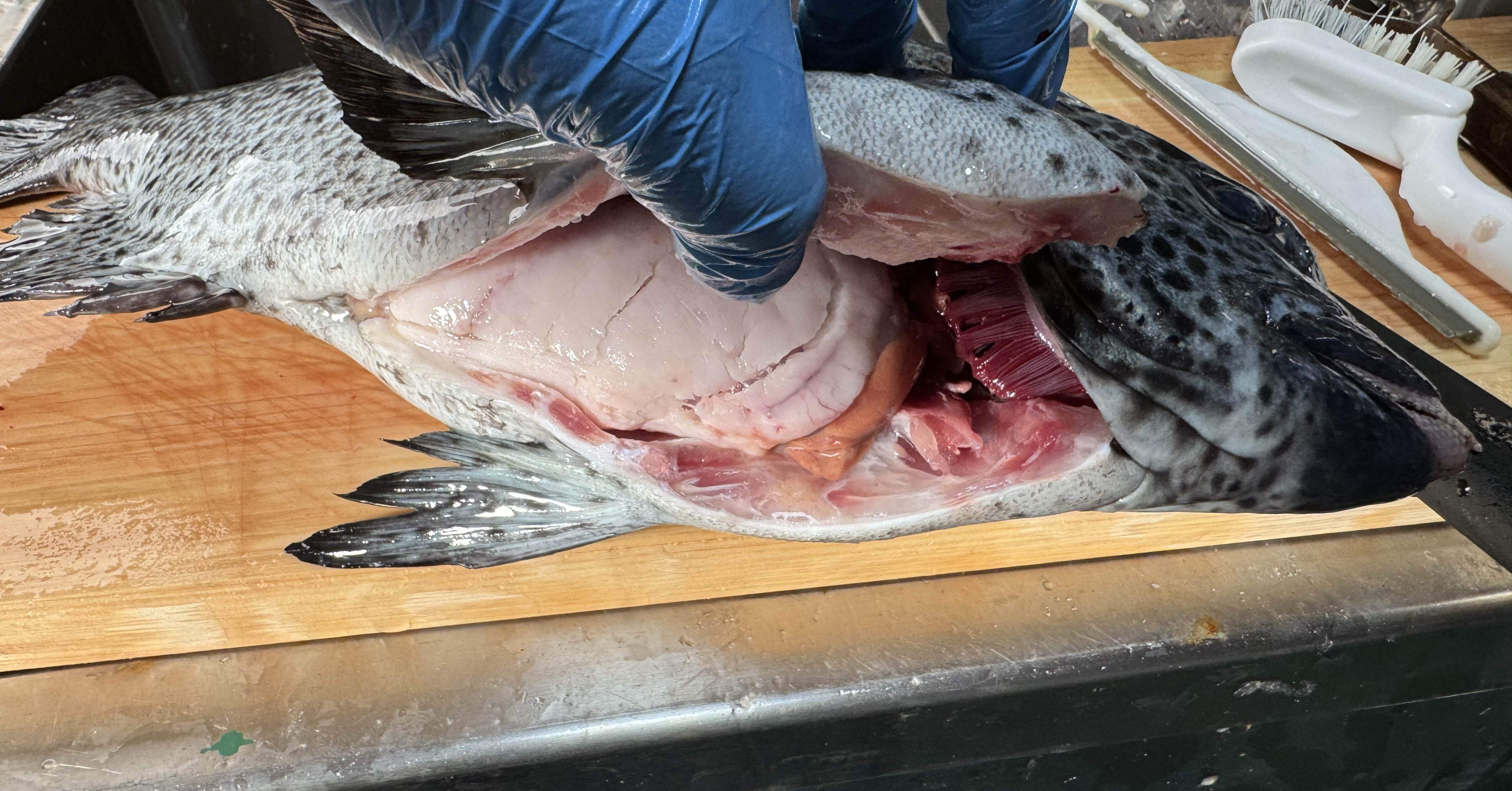 一ヶ月だけ旬のイシガキダイ｜土佐清水のさかな たかしょう