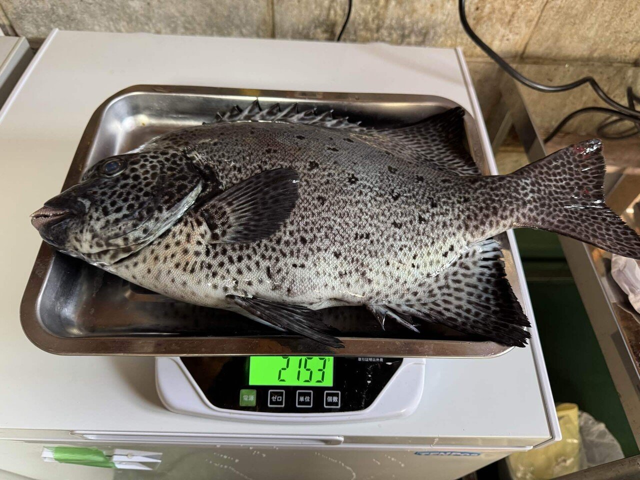 一ヶ月だけ旬のイシガキダイ｜土佐清水のさかな たかしょう