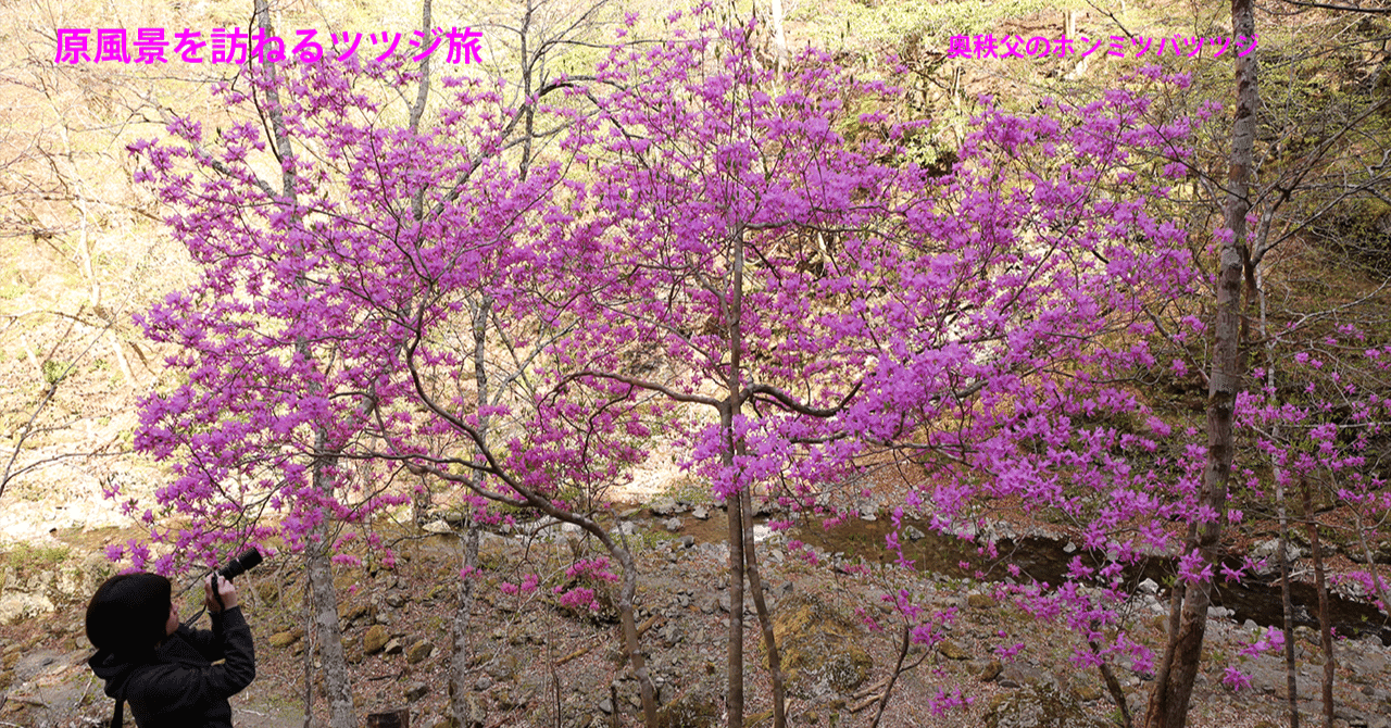 87．奥秩父のホンミツバツツジを訪ねて｜sasayan