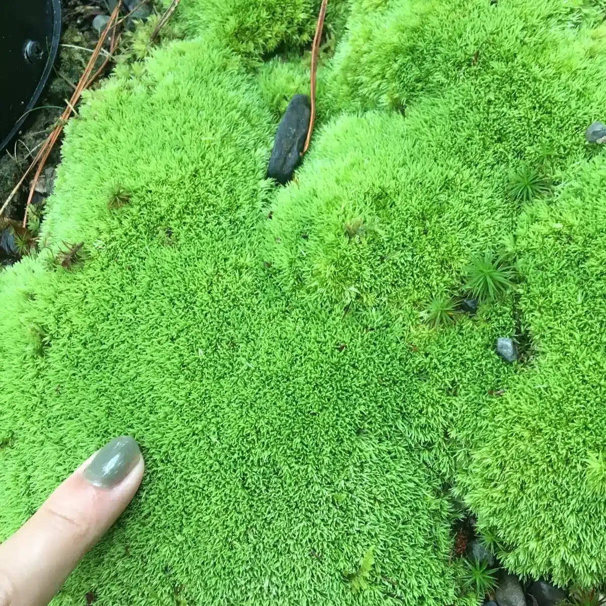 苔むし子