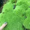 苔むし子