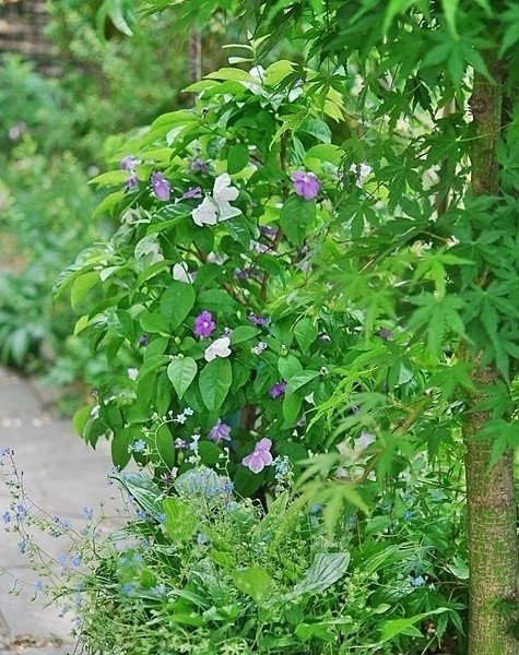 夏の気配の庭で たけうち Note