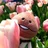 じぇにお