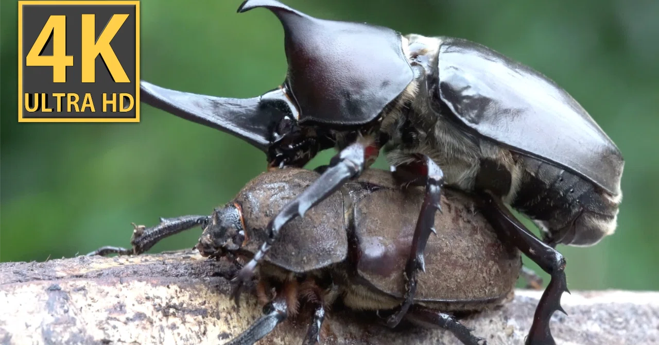 昆虫図鑑】カブトムシ「昆虫の王様」に君臨。クワガタが追随。#昆虫