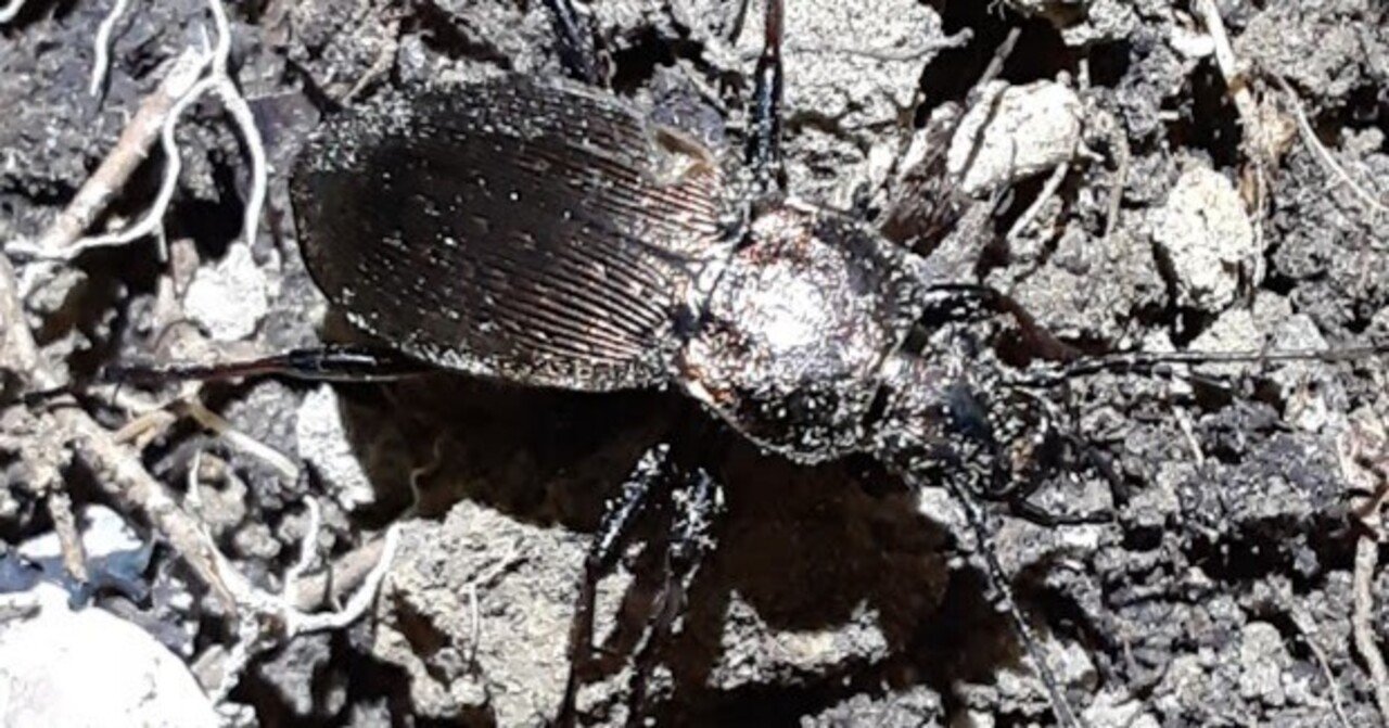 愛知県のオサムシ｜姫アサギ