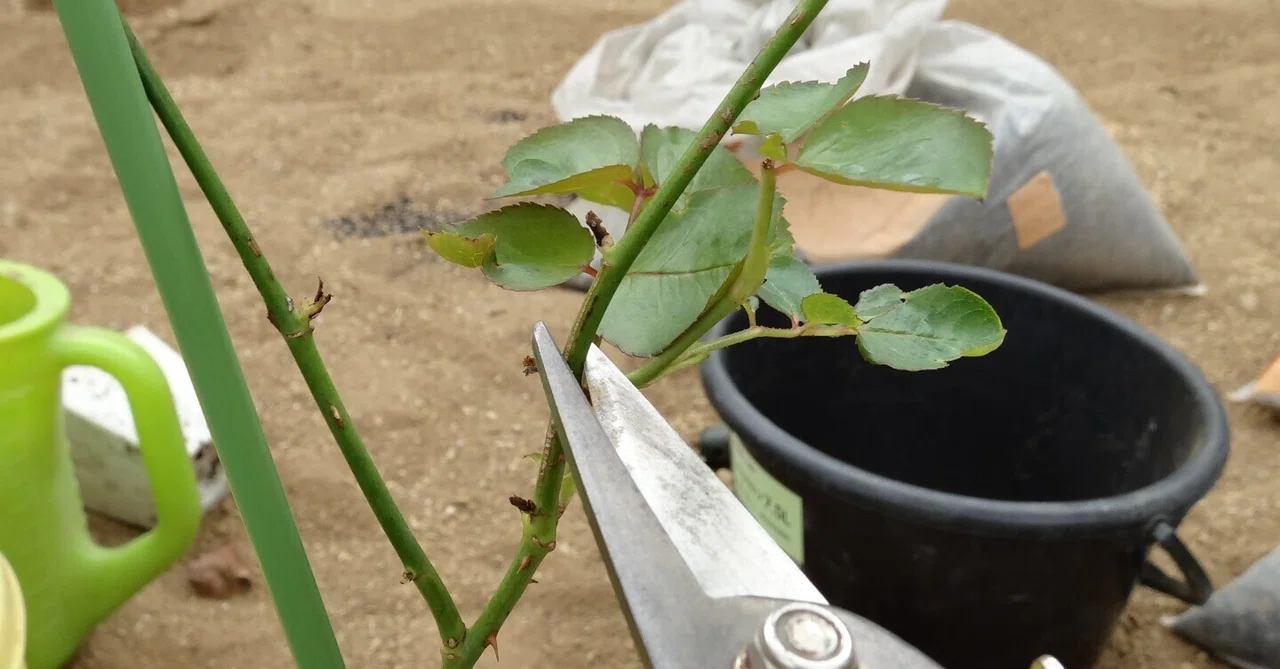 Maria-sama ga Miteru 'Lambs' Vacation' and 'Winter Rose Pruning' from ...