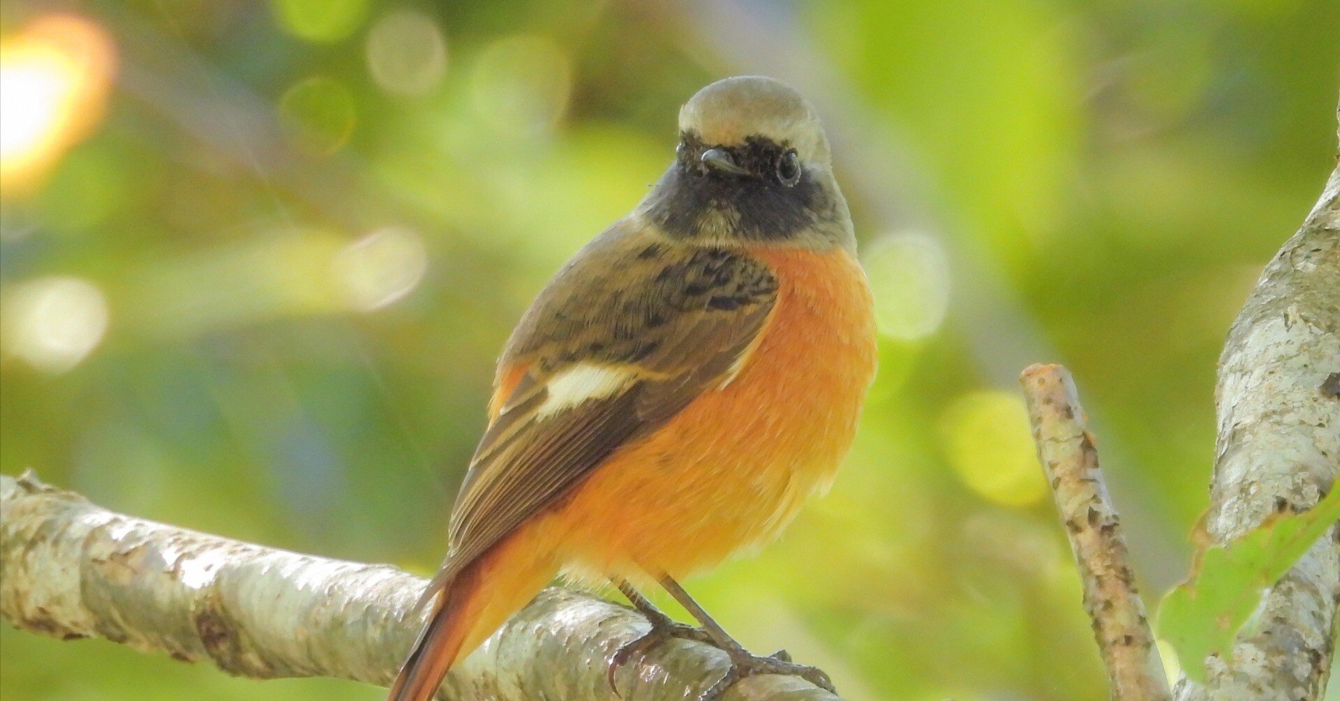 バードウォッチング、楽しいよ！！その2｜a little bird told me that