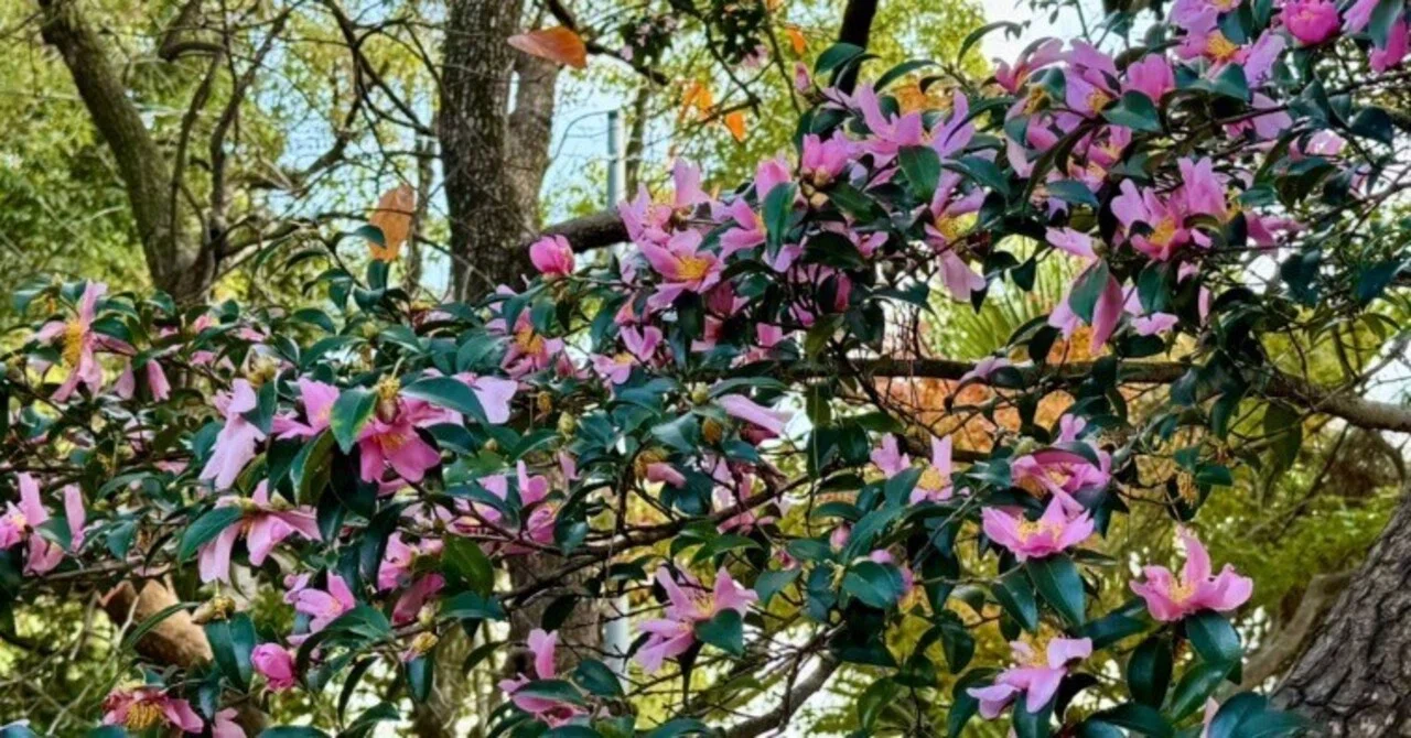 サザンカっていい香り。漢字で書くと茶梅なんだ。山茶花とも書くよね