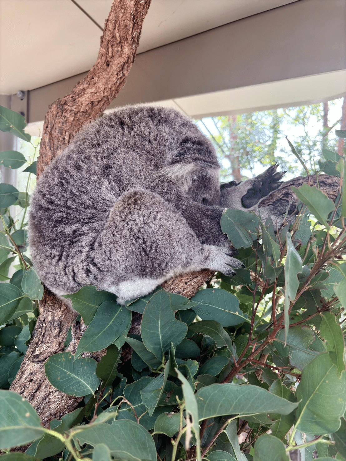 【入手困難】パンフレット オーストラリア タロンガ動物園 シドニー 入手困難】パンフレット オーストラリア タロンガ動物園 シドニー