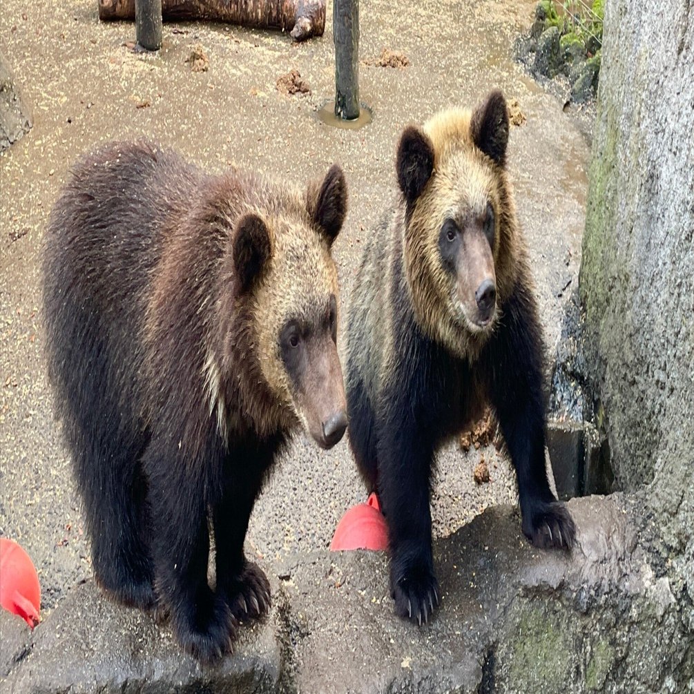 クマ好きさんと繋がりたい 🐻｜たけべ ともこ