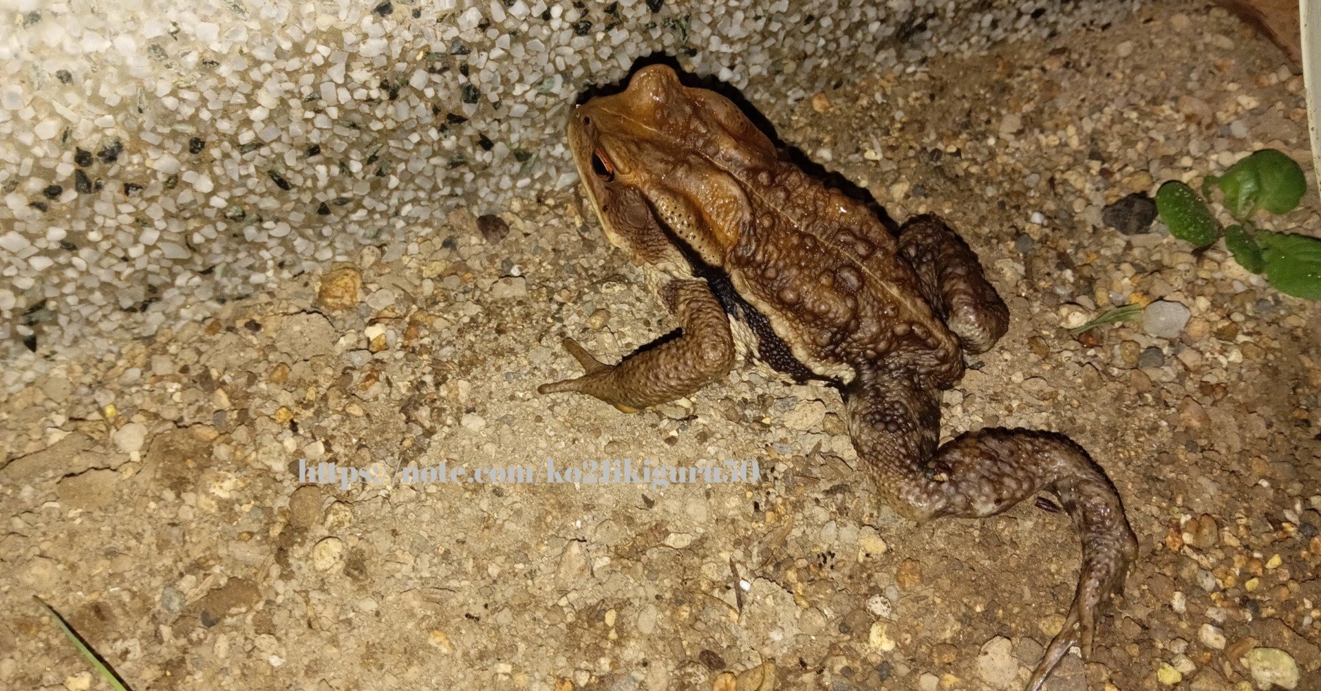 ヒキガエルの生物学 a732dfa8cb1efb19f71ebed55ee798