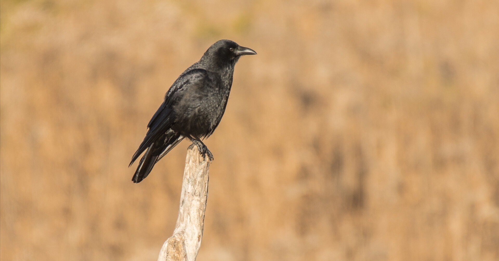 44b618617da41e7f1ade08ffb6cd03