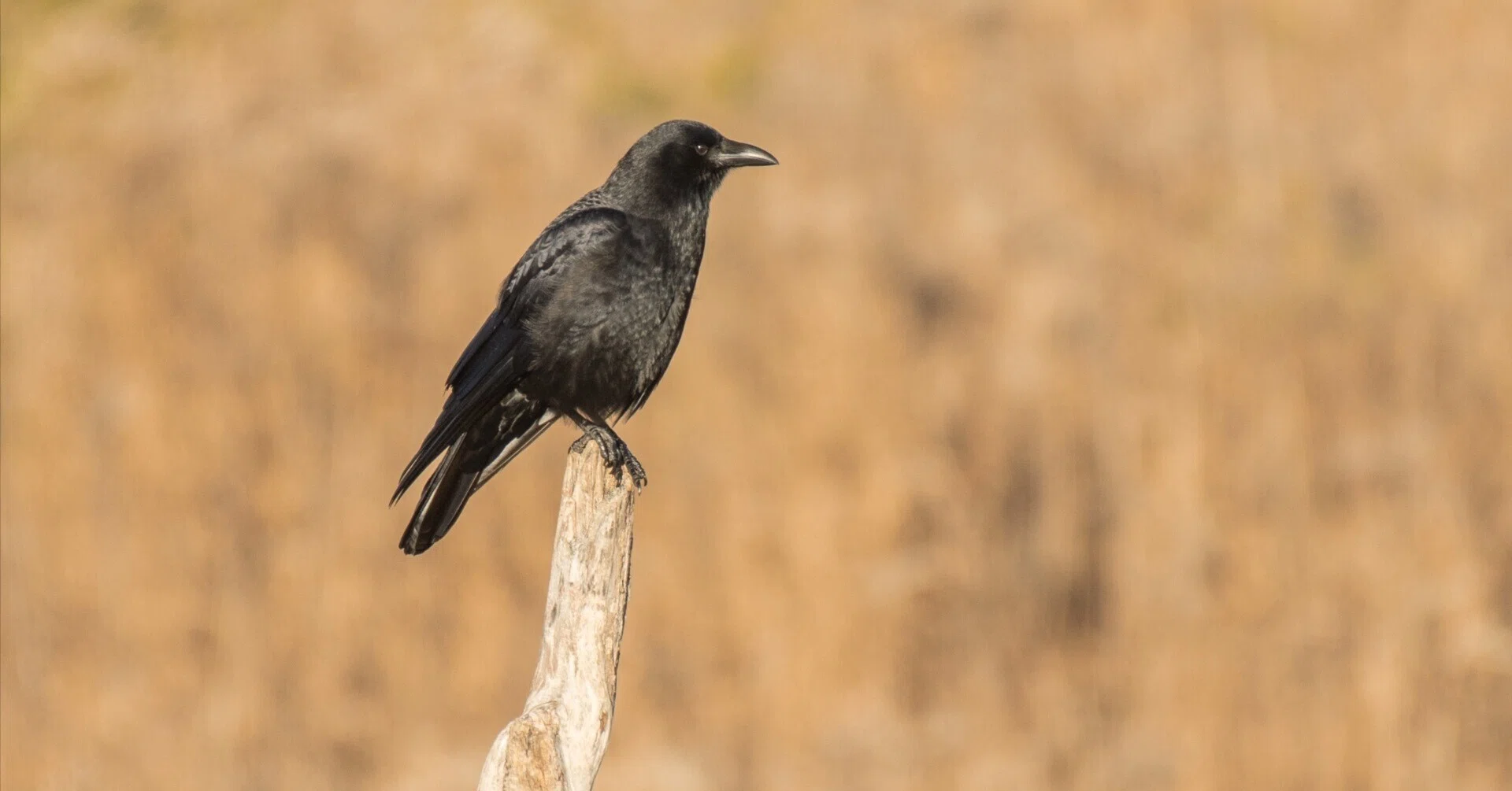 シカゴでバードウォッチング！】 American Crow アメリカガラス｜ローリー