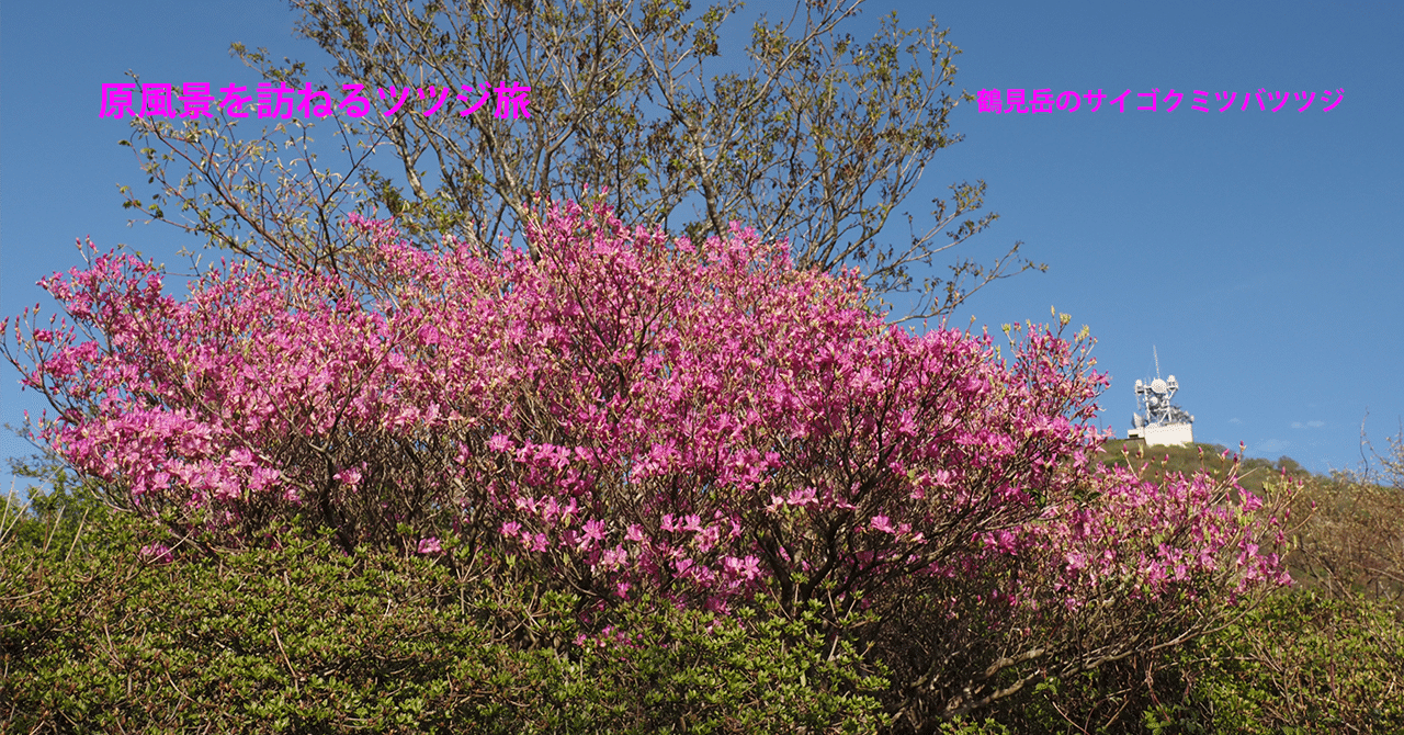 89．鶴見岳のサイゴクミツバツツジ｜sasayan