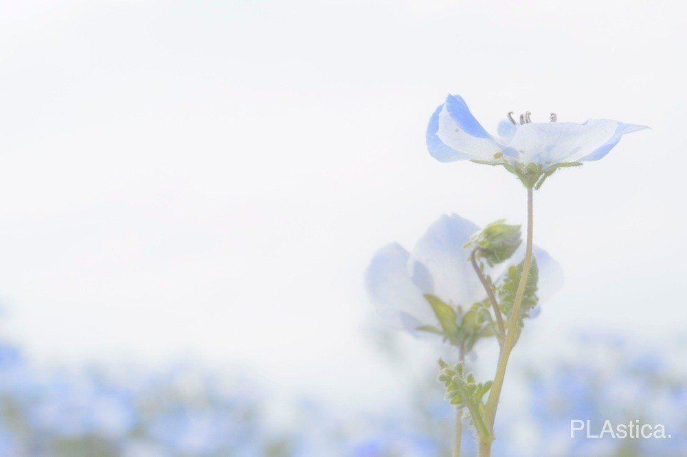 ネモフィラ きょうも くもり ぷらいまり Note