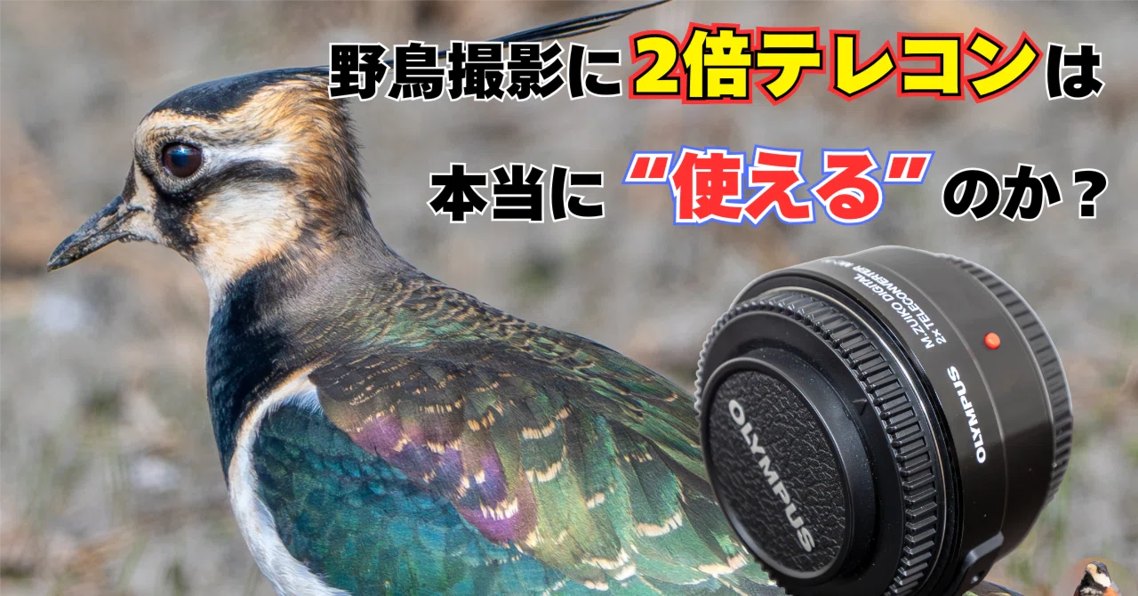 野鳥撮影で2倍テレコンは本当に
