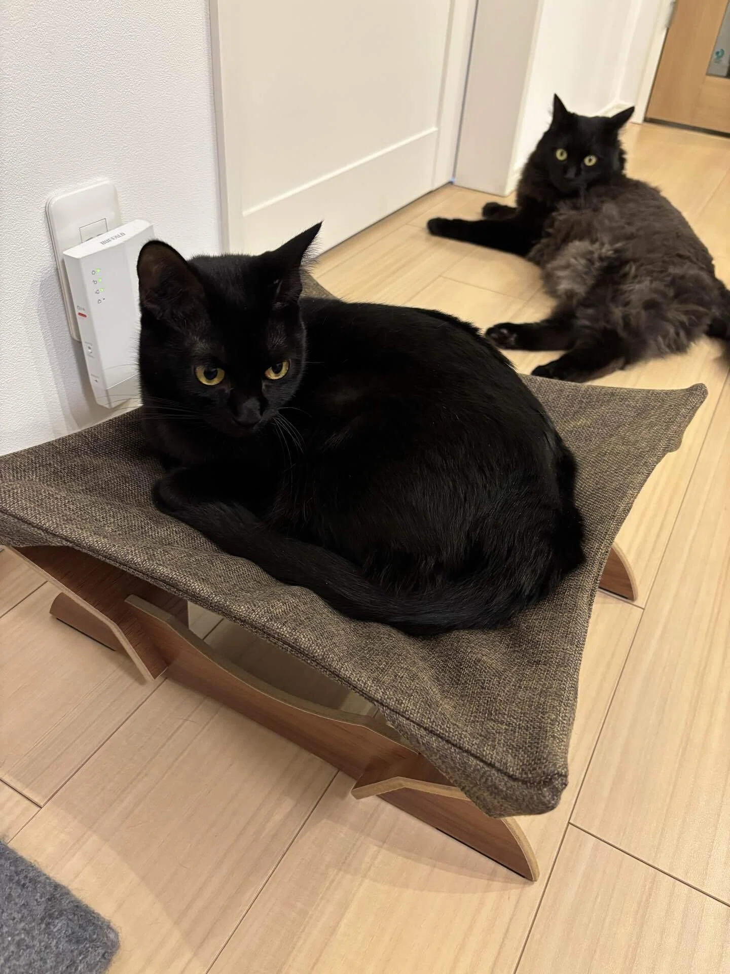 DAISOで購入したネコ用ハンモック🐈‍⬛模範的なコナ(♀)は早速