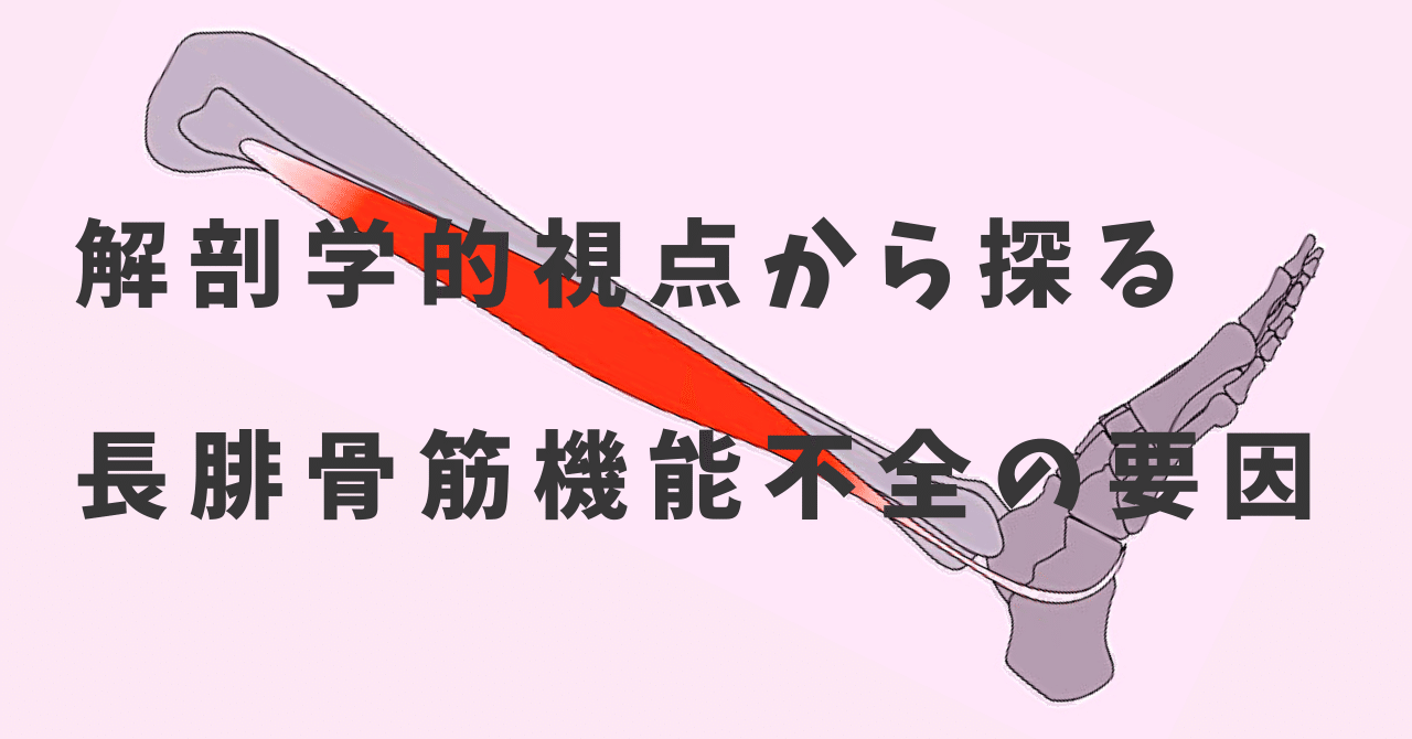 解剖学的視点から探る長腓骨筋機能不全の要因 だいじろう カラダの教科書編集長 Note