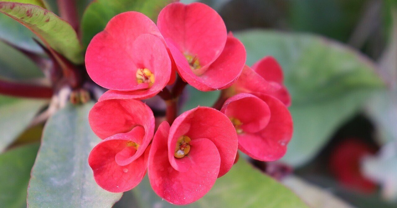❤️ パセリとしらす 様専用 ❤️黄色のお花と木の実レイ