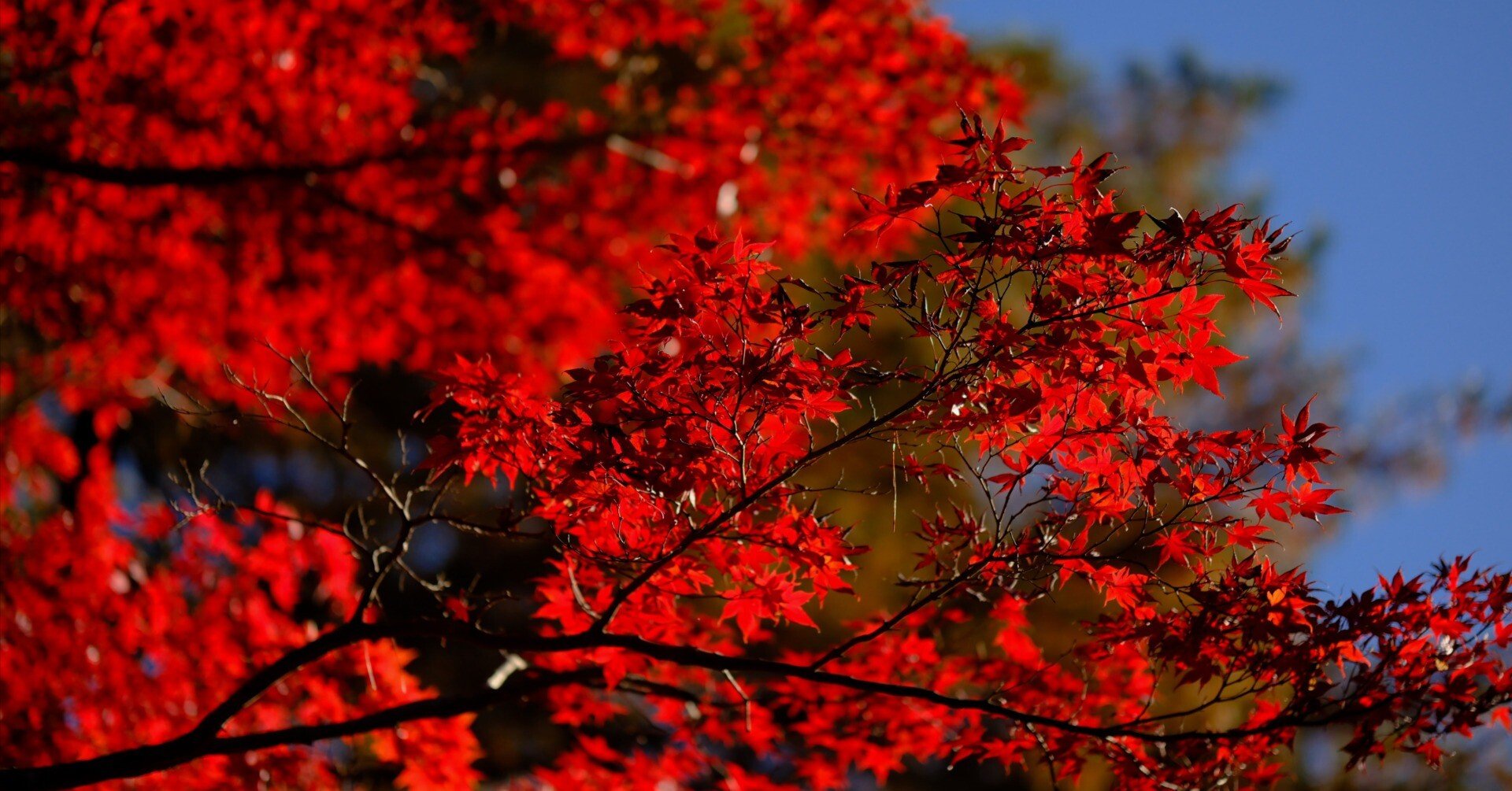 XF56mmF1.2WRで撮る紅葉 #113_2411｜(´・ω・｀)