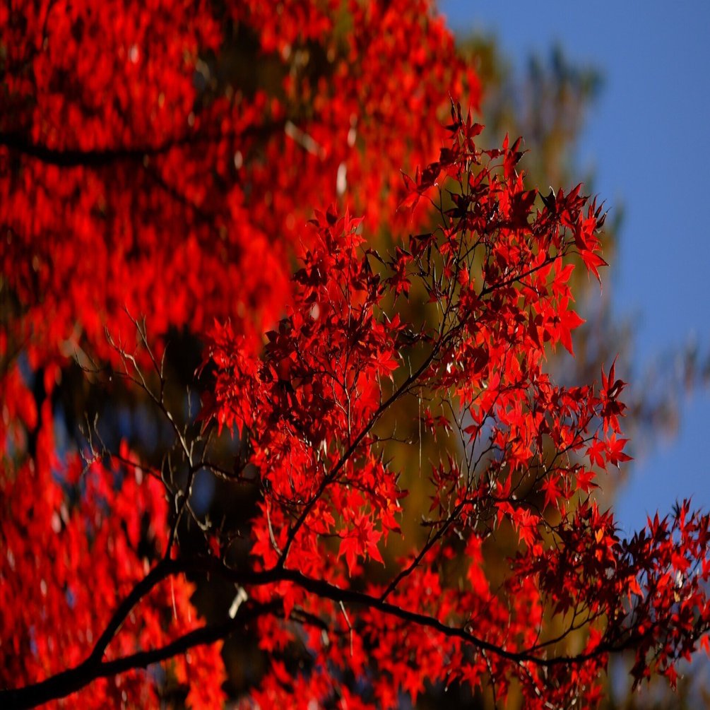 XF56mmF1.2WRで撮る紅葉 #113_2411｜(´・ω・｀)
