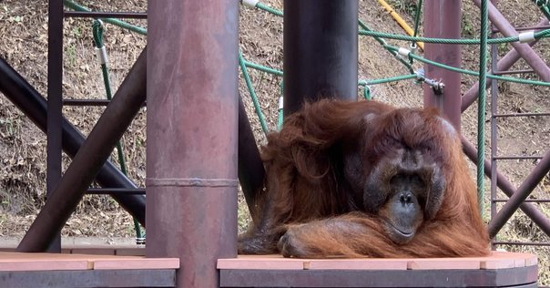 オランウータン☻ もりのひとNEWS : あにまるカメラ