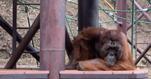 オランウータン☻ 愛媛県立とべ動物園 06 スマトラオランウータン ボウシ