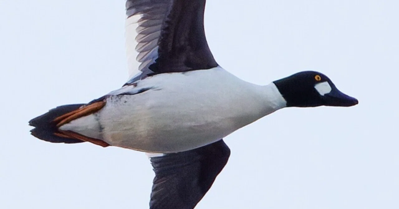 ホオジロガモ 頬のパッチがオス成鳥の証｜神戸の野鳥クラブ@きたの み