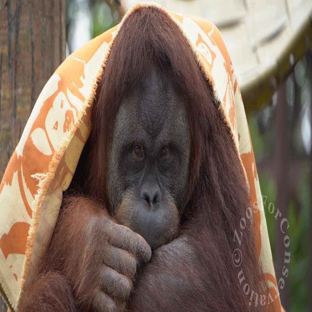 Ichikawa City Zoo 202410wk2｜Zoos For Conservation