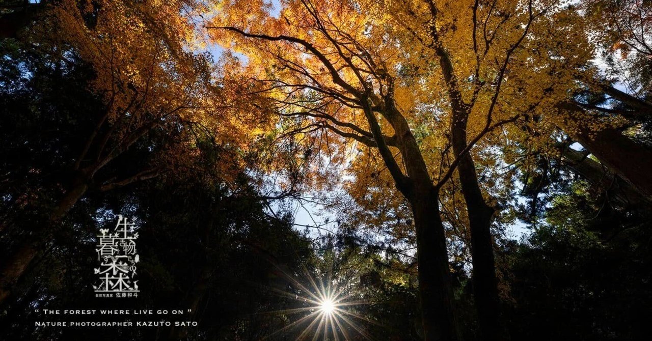 森の画廊「春もみじ」 宝徳寺 2025 春 新緑の床もみじ特別公開🍃✨ 和傘タワー 開運