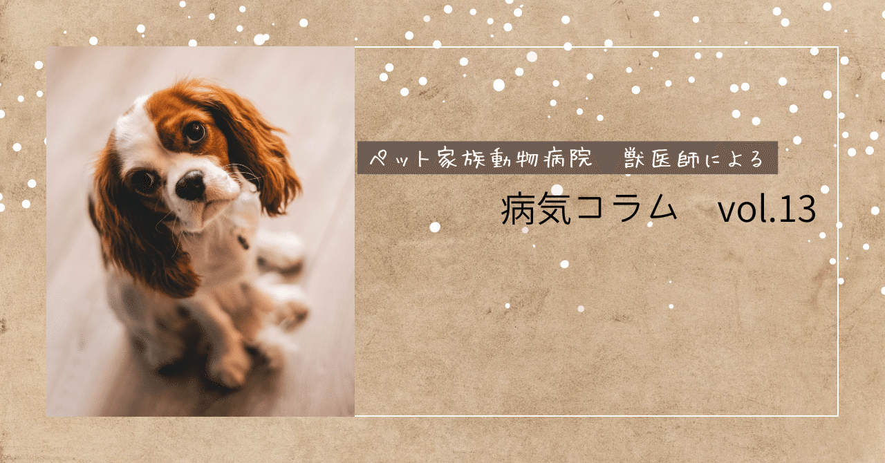 犬と猫の治療ガイド2025年Vol.1 循環器 （正誤表│獣医学書籍