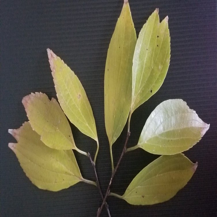 形の違う葉｜駄文置き場