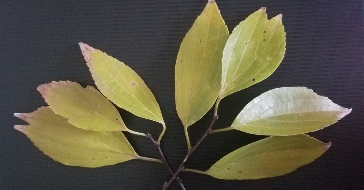 形の違う葉｜駄文置き場