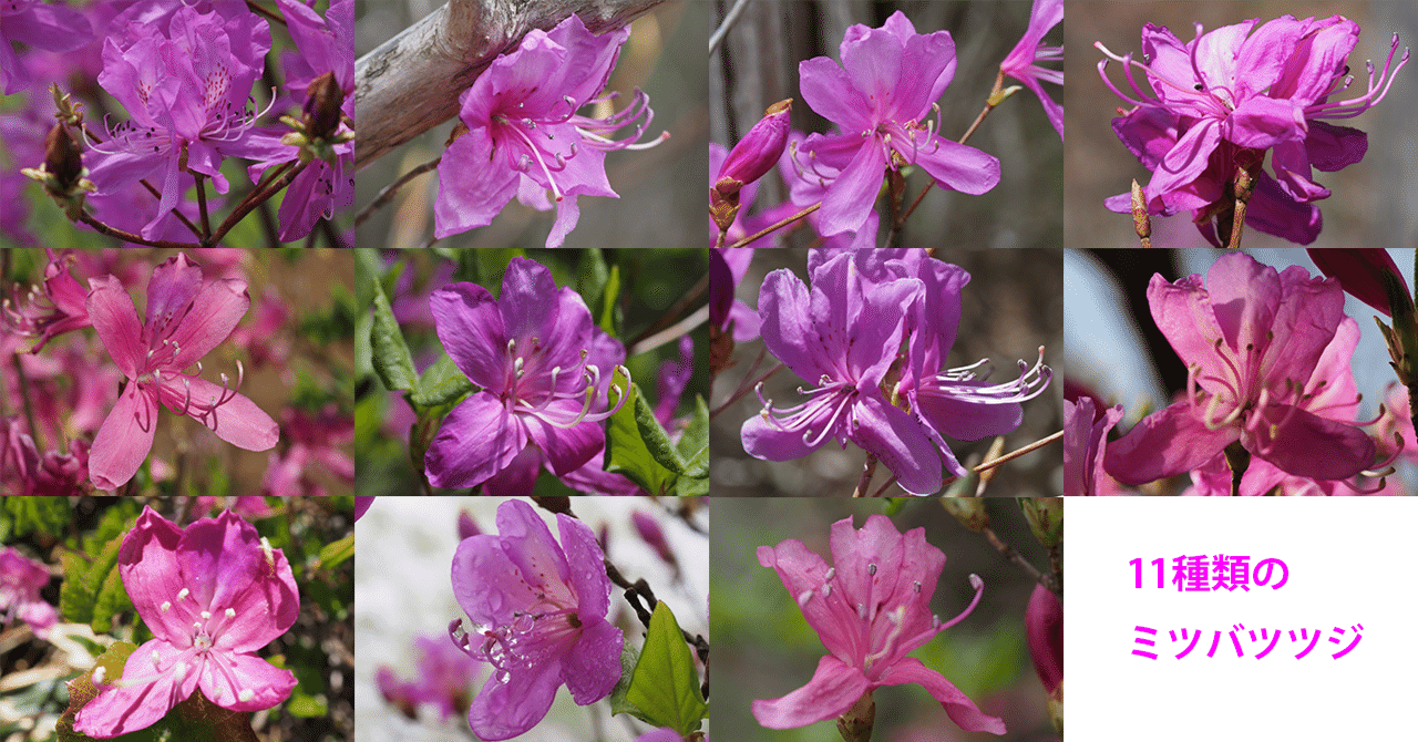 91．ミツバツツジの名所 その2｜sasayan