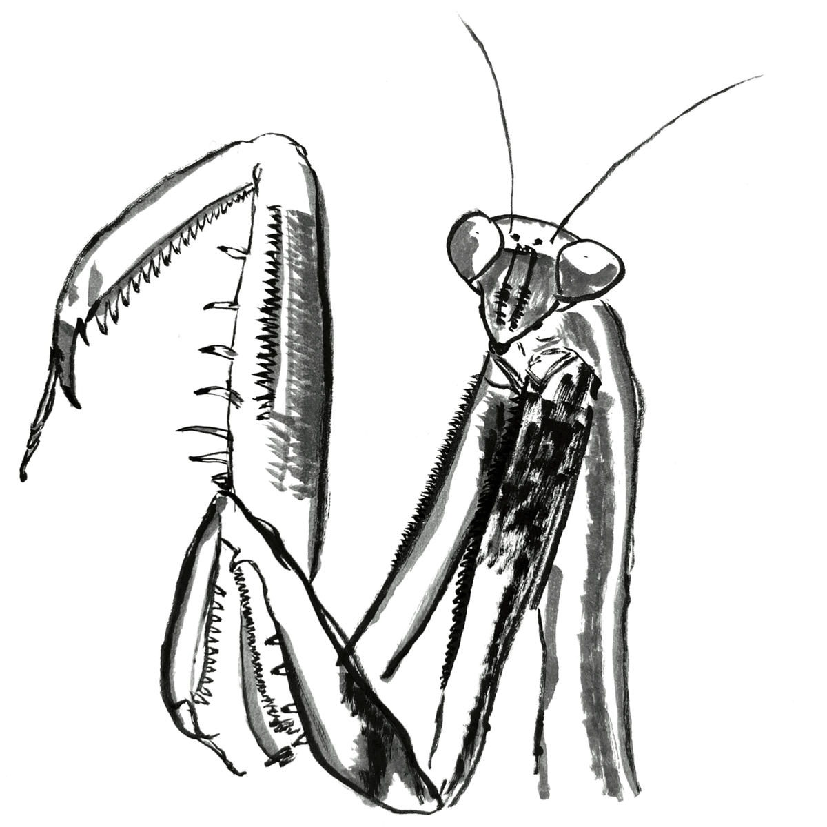 カマキリ｜キジバト