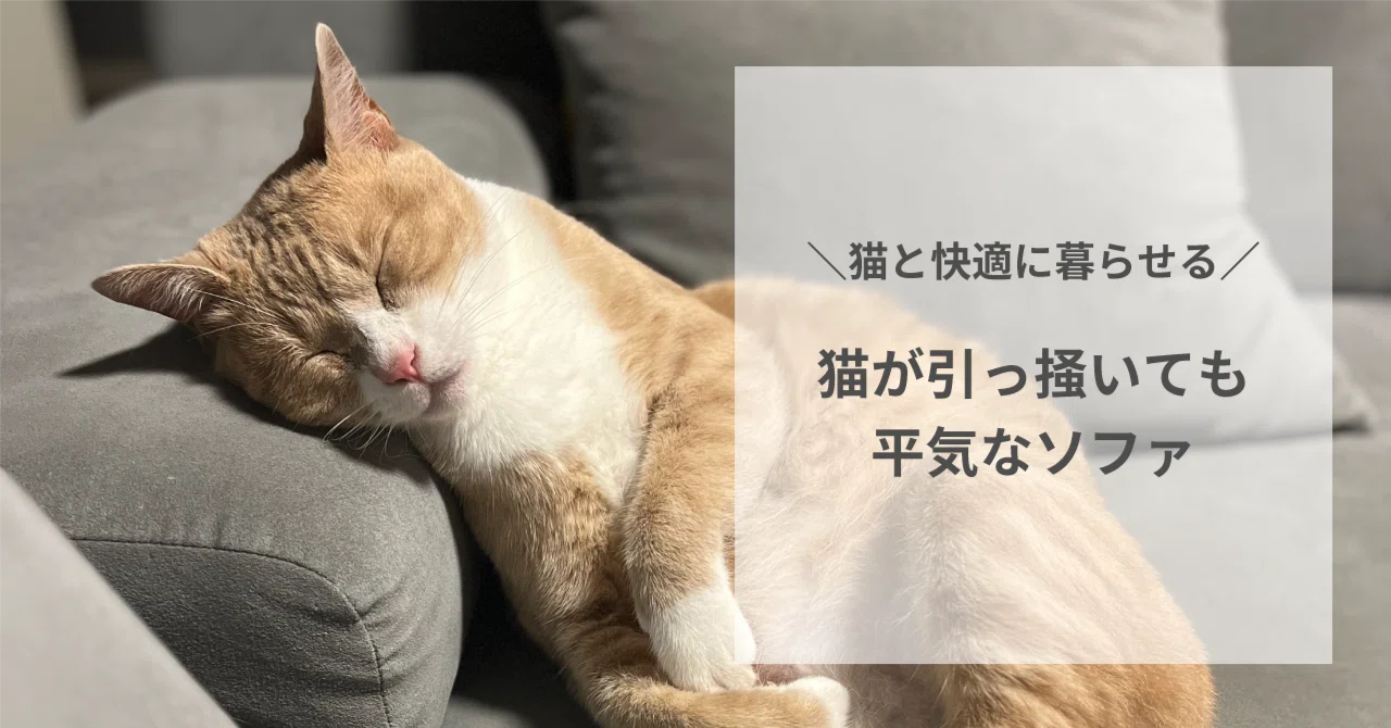 猫と暮らす】猫が引っ掻いても平気なソファ｜いなば あやこ｜ネコリ