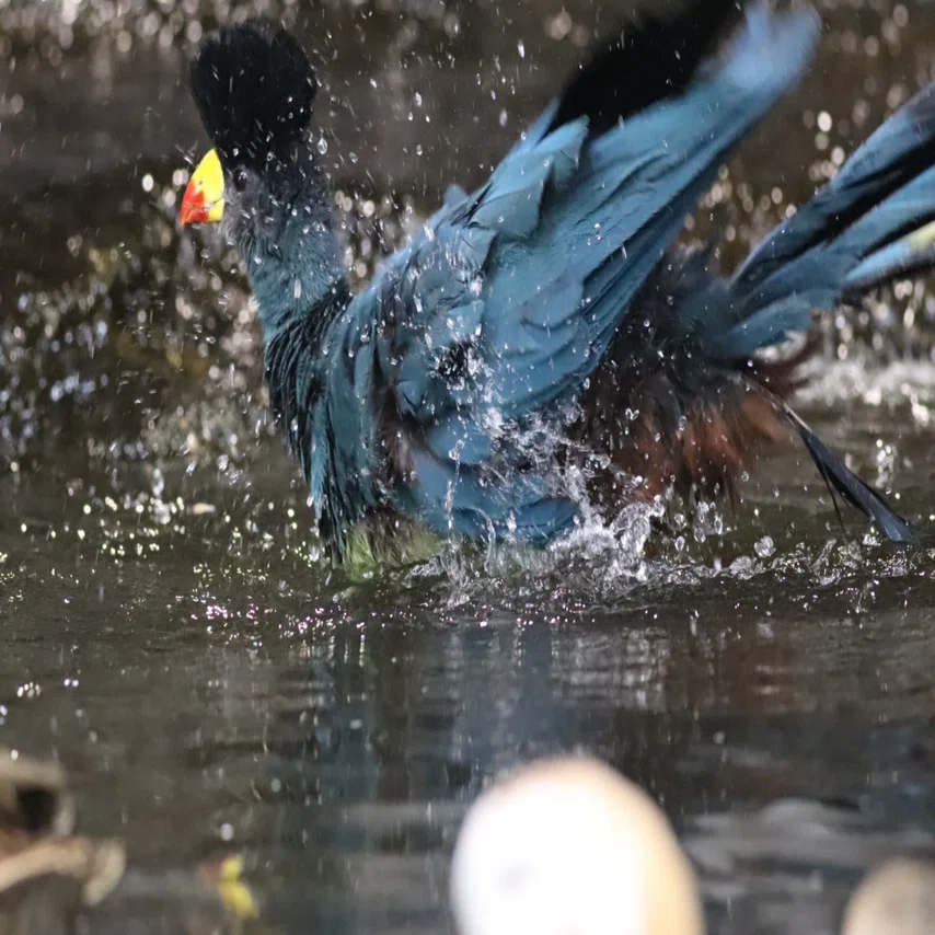 新しく仲間入りした鳥たちの近況🌳｜那須どうぶつ王国公式note