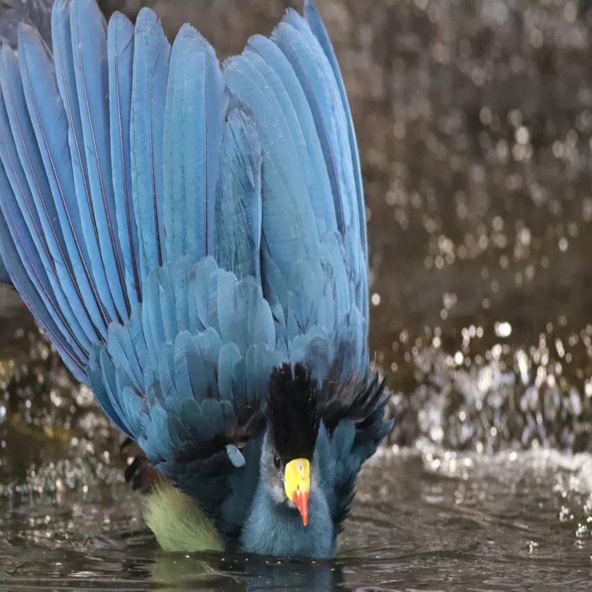 新しく仲間入りした鳥たちの近況🌳｜那須どうぶつ王国公式note