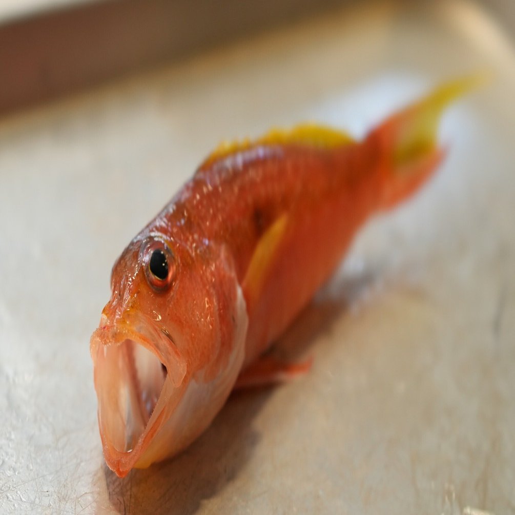 アカトラギスはめちゃくちゃ美味い。｜imaikazumasa