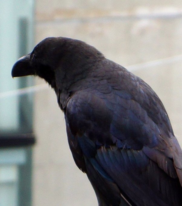 第682回 カラスは黒い？｜翆野 大地